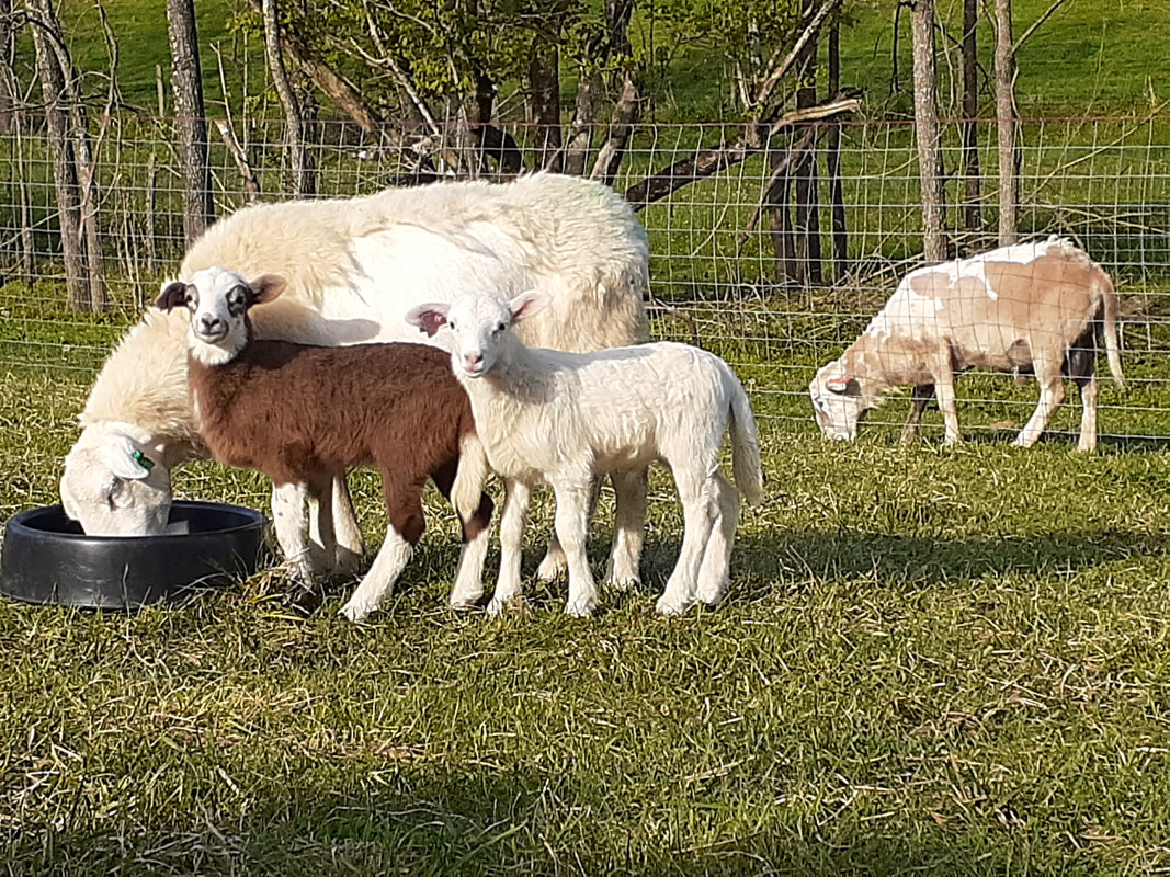 Katahdin hair sheep ewes | Livestock | Kamloops | Kijiji