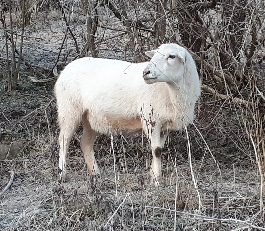 Katahdin Sheep | Oklahoma State University